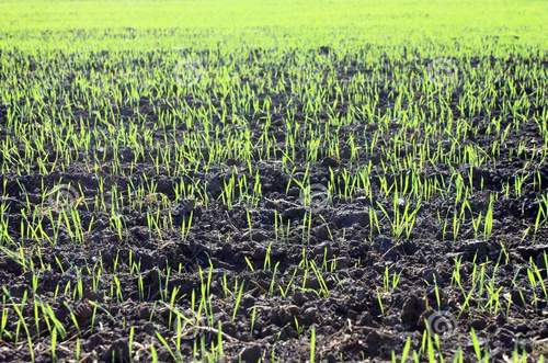 Урожай озимых в Украине оказался под угрозой