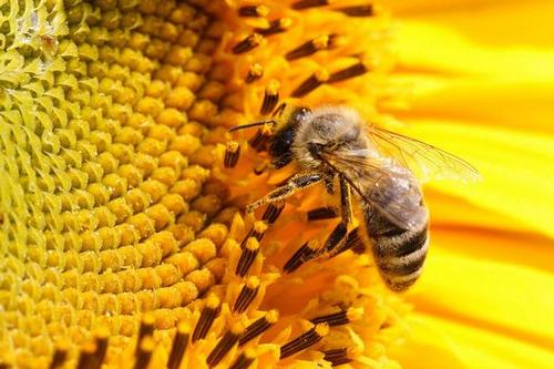 Ученые: Скоро возможна гибель пчел, а вслед и всего человечества