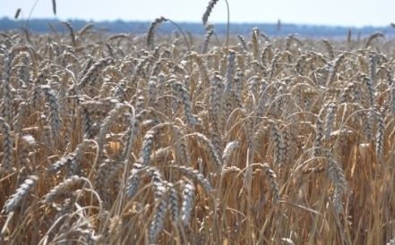 РФ ввела ограничения на экспорт зерна