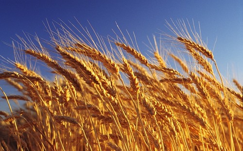 Цены на украинскую пшеницу стремительно растут 
