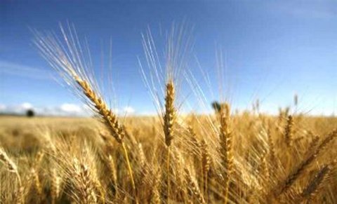Украина еще никогда не экспортировала столько зерна