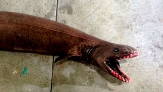 В Австралии поймали рыбу-динозавра