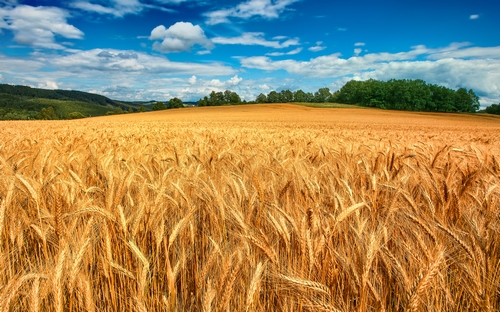 Из-за Донбасса и Крыма Украина недосчиталась 1,5 млн тонн зерновых 
