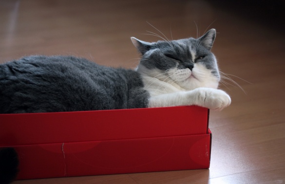 Ученые объяснили любовь кошек к картонным коробкам. ФОТО, ВИДЕО
