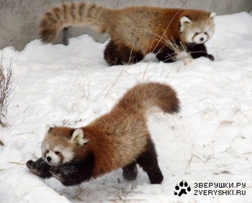 Красные панды: зима — это весело! ВИДЕО
