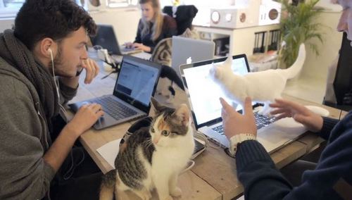 Современный офис: вместе с людьми работают коты. ВИДЕО