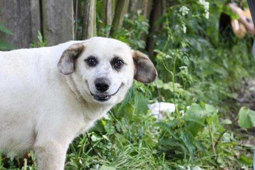 Собаки отлично могут демонстрировать раскаяние: забавное ВИДЕО