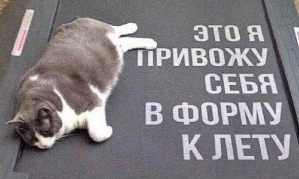 Эти 20 животных совсем как я
