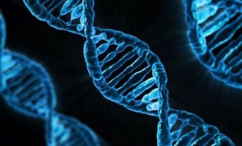 Китайцы смогли «отредактировать» ген человека