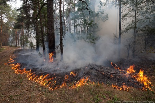 В Чернобыльской зоне горят гектары леса