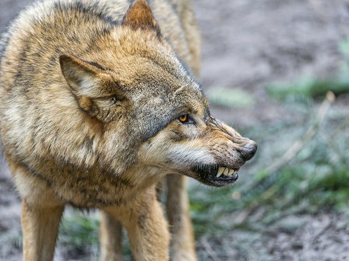 Волк хотел съесть туриста, убитого медведем