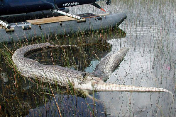 Мир дикой природы: 5-часовая схватка питона с крокодилом. ВИДЕО