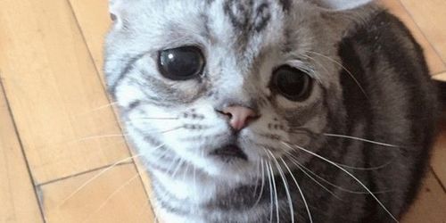 Кошка-печалька: так и хочется пожалеть. ФОТО
