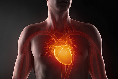 Биение сердца: ученые показали, как работает «мотор». ВИДЕО