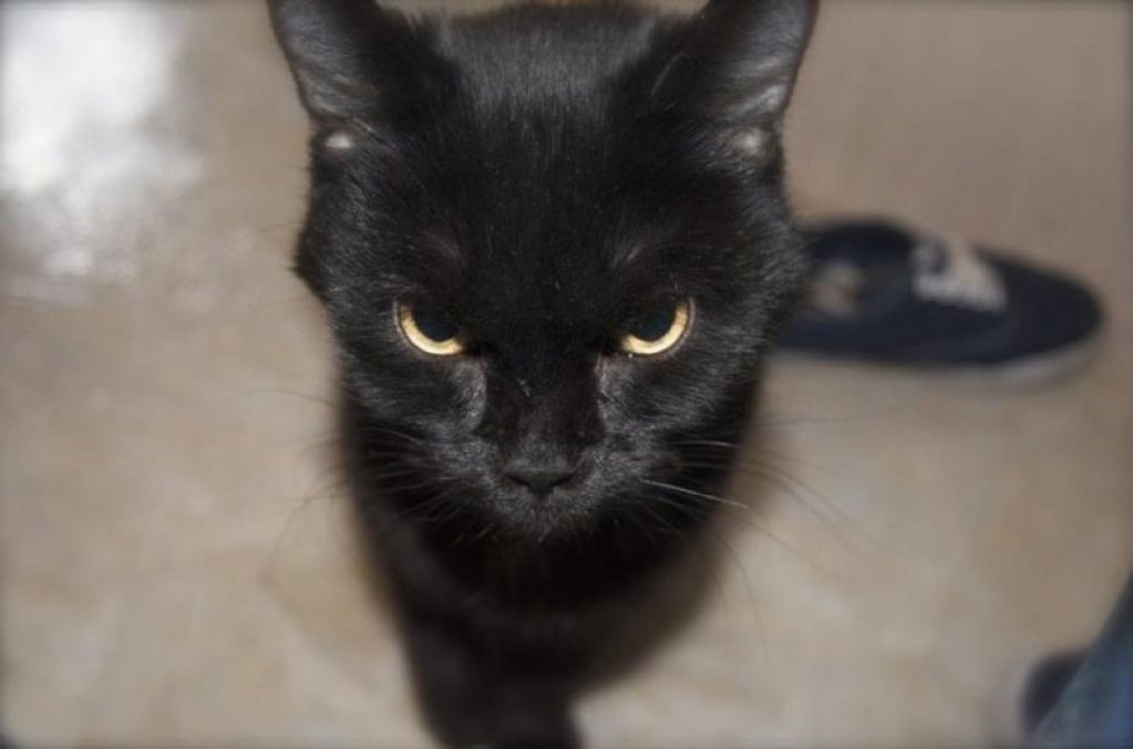 13 кошек, которые, возможно, хотят убить своего хозяина. ФОТО