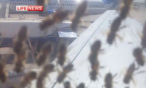 В московском аэропорту самолету не давал взлететь рой пчел. ФОТО