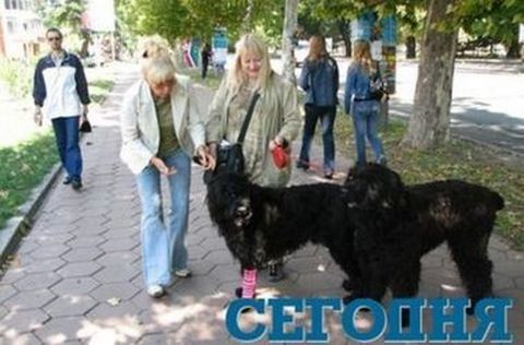 В Киеве решены все проблемы, поэтому взялись за «насущное»: устанавливают туалеты для собак