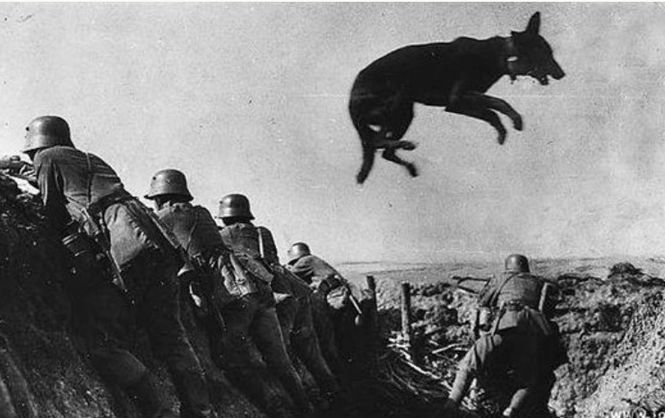 Псы войны. Как Красная армия использовала собак во время Второй мировой