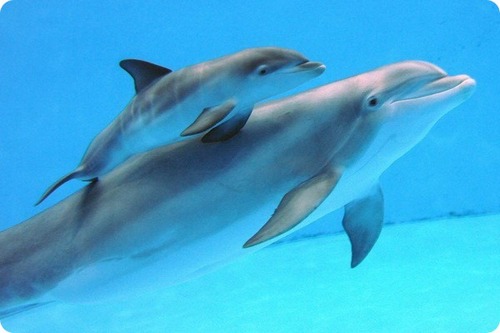 ​В Харькове новая забоат: выдумать имя родившемуся дельфиненку. ВИДЕО