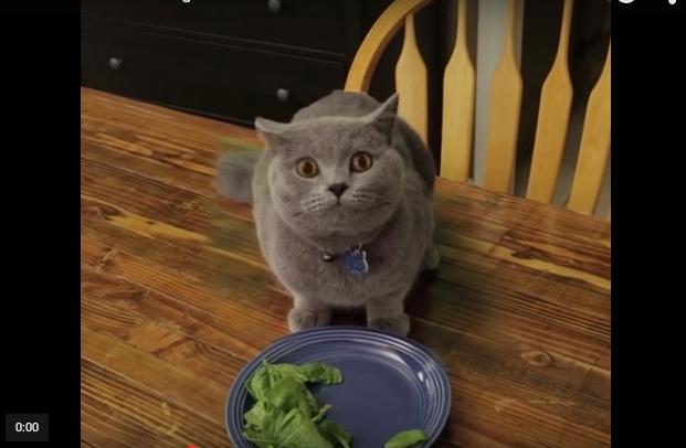 Кот, не желающий есть овощи, стал звездой Интернета. ВИДЕО