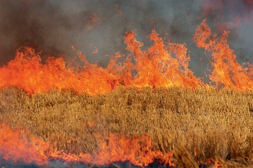 Под Новоазовском войной выжжено 100 га полей пшеницы