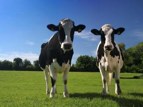 У вас есть две коровы: простое объяснение мировой экономики. ФОТО