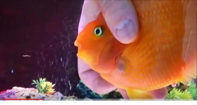 Каждый вечер аквариумная рыбка с нетерпением ждет массажиста… ВИДЕО