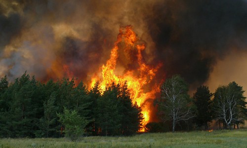 ГСЧС: Пожар в Дарницком лесу под Киевом погасили 
