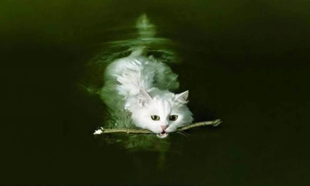 ФОТО, которыми коты могут гордиться