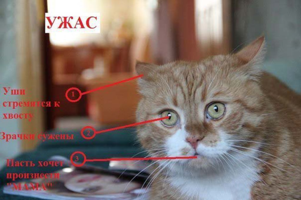 Как узнать, врет ли Вам кошка? ФОТО