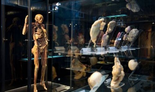 Православные Петербурга требуют запретить выставку анатомии — оскорбляет