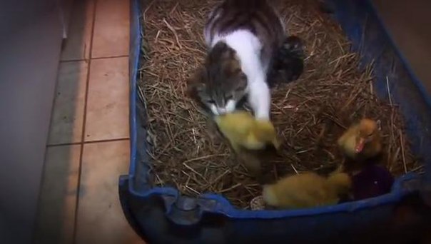 Кошка воспитывает троих… утят вместе со своими котятами! ВИДЕО