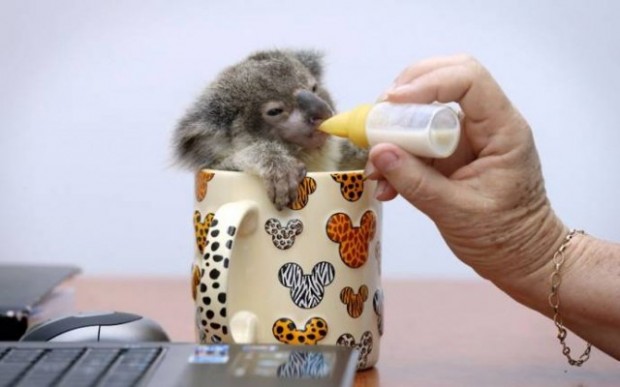 Самая милая коала в мире. ВИДЕО