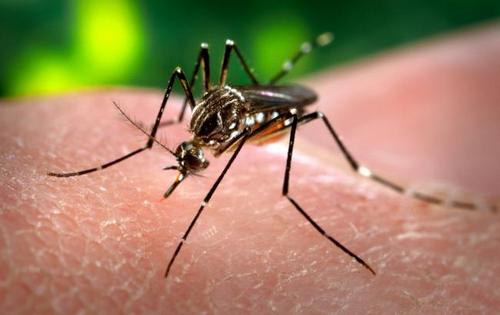 Киевлянке диагностировали страшный вирус, который разносят комары
