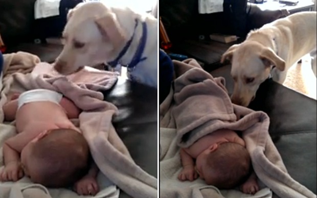 Этот пёс научит вас правильно укрывать спящего ребенка! ВИДЕО