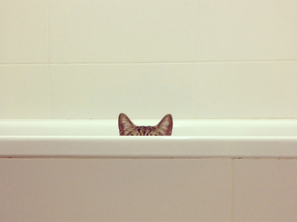 Коты-ниндзя и домашние гуру шпионажа. ФОТО