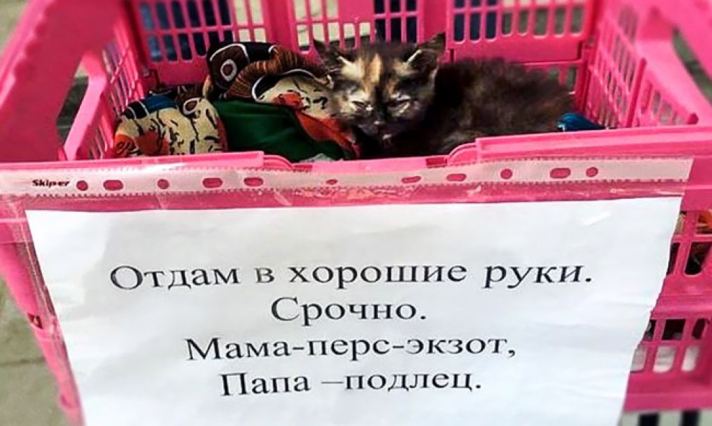 15 объявлений, которые сделали наш день. ФОТО