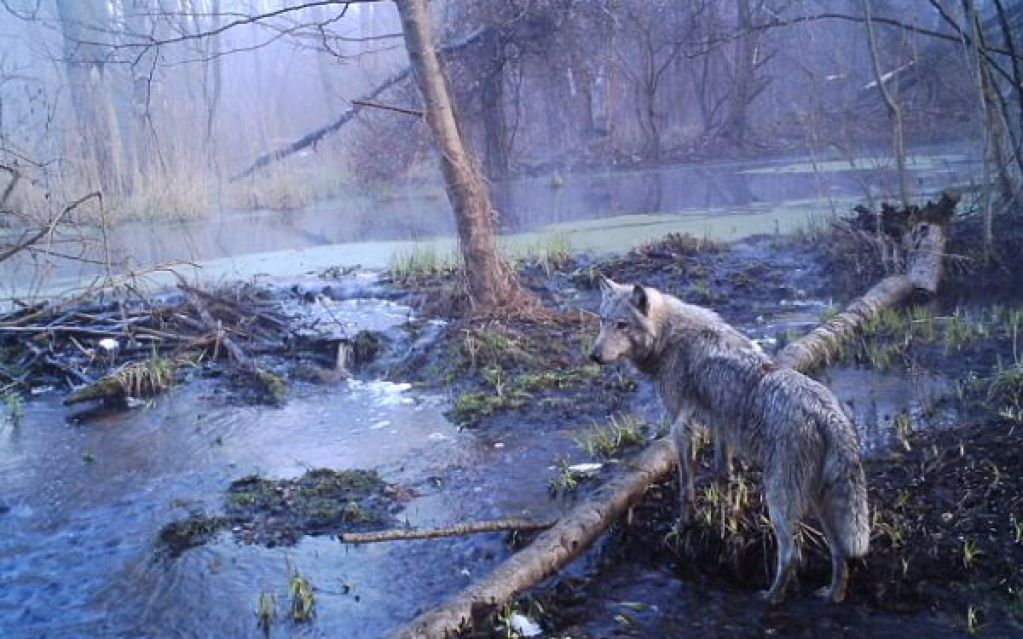 Находки в чернобыльском лесу. ФОТО