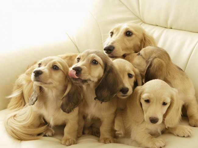 20 собак-мам, которые безмерно гордятся своими щенятами. ФОТО