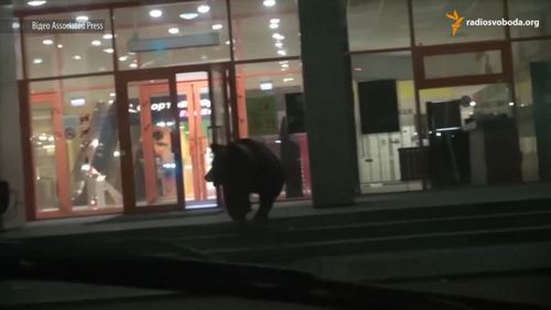 В России расстреляли медведя, пробравшегося в торговый центр. ВИДЕО