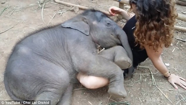 Трехмесячный слоненок засыпает на руках у девушки. ВИДЕО