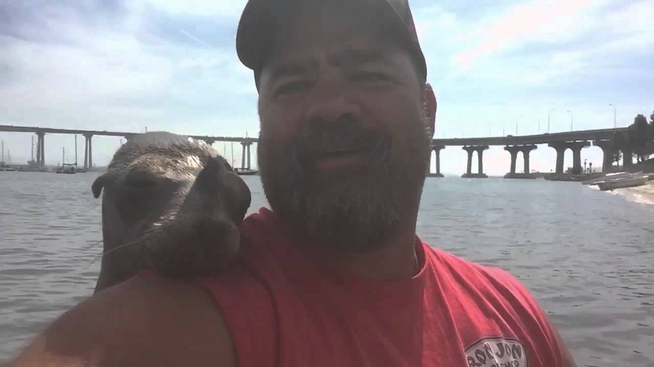 Маленький тюлень запрыгнул в лодку, чтобы найти себе нового друга. ВИДЕО