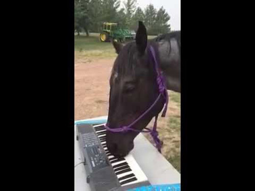 Конь играет на синтезаторе, не жалея губ. ВИДЕО