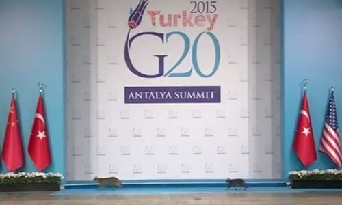 «Делегация» котов оказалась в центре внимания саммита G20. ВИДЕО