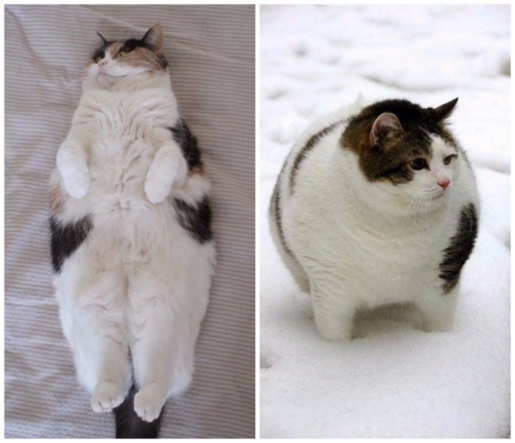 20 животных, которые готовы к зиме. ФОТО