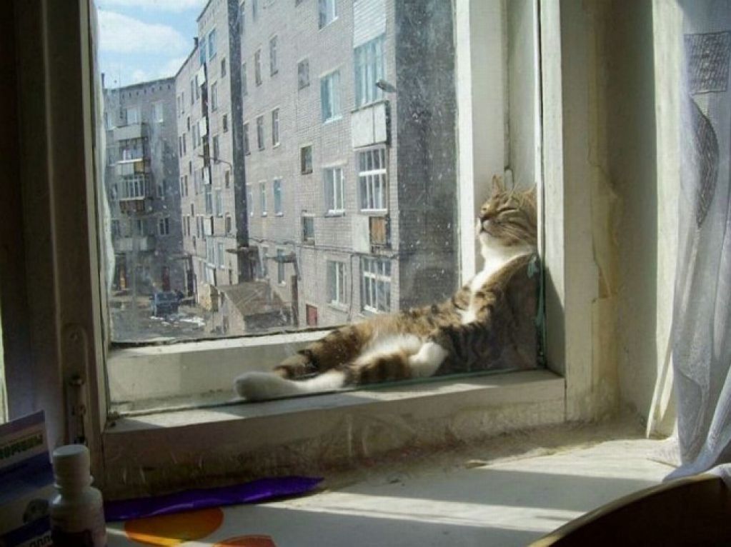 20 котиков, которые постигли искусство полного расслабления. ФОТО