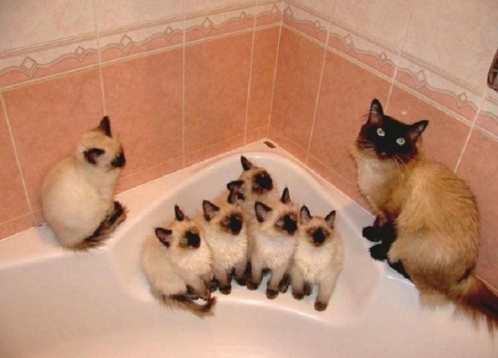 20 кошек, которые знают все о воспитании. ФОТО
