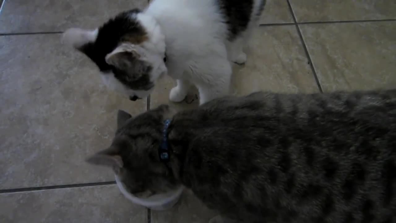 Жадная кошка не хочет делиться едой. ВИДЕО 