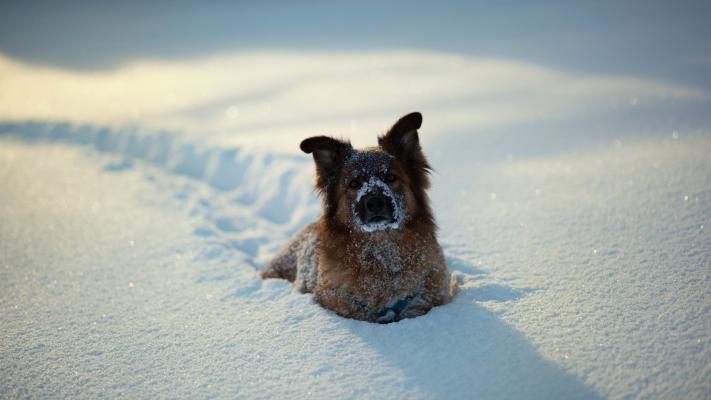 Собаки радуются первому снегу. ВИДЕО 