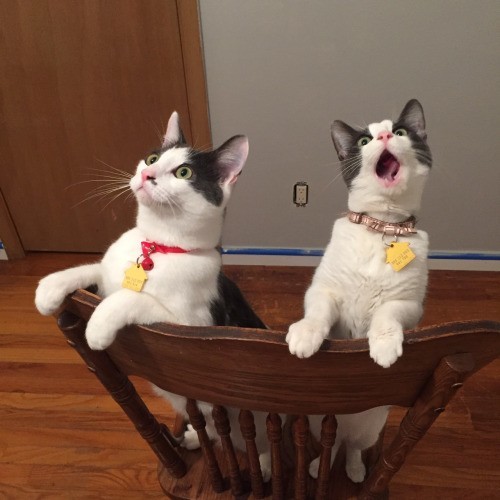 Кошки впервые увидели вентилятор. ВИДЕО 